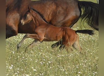 Zangersheider, Mare, , Brown