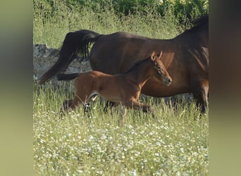 Zangersheider, Mare, , Brown