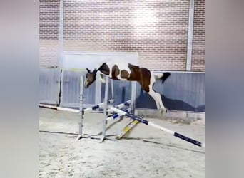 Zangersheider, Mare, , Brown