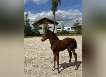 Zangersheider, Mare, , Brown