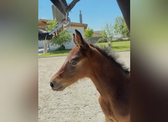 Zangersheider, Mare, , Brown