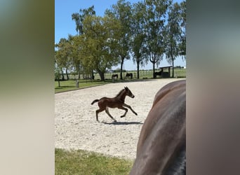 Zangersheider, Mare, , Brown
