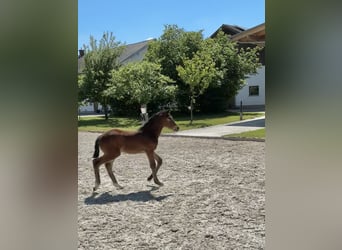 Zangersheider, Mare, , Brown