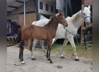 Zangersheider, Mare, Foal (04/2026), Brown