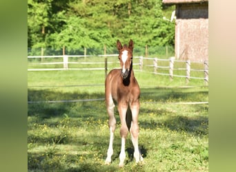 Zangersheider, Mare, , Brown