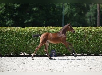 Zangersheider, Mare, Foal (06/2025), Brown
