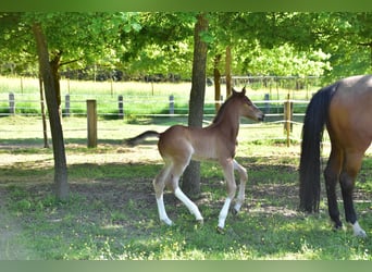 Zangersheider, Mare, , Brown