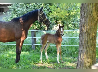 Zangersheider, Mare, , Brown
