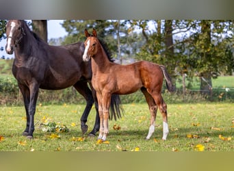 Zangersheider, Mare, Foal (07/2025), Brown