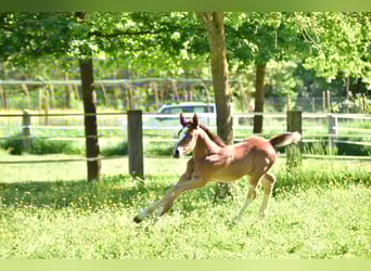 Zangersheider, Mare, , Brown