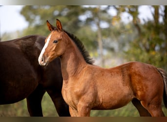 Zangersheider, Mare, Foal (07/2025), Brown