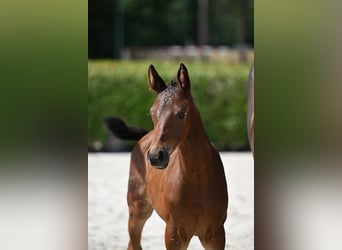 Zangersheider, Mare, Foal (06/2025), Brown