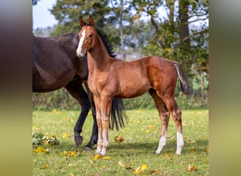 Zangersheider, Mare, Foal (07/2025), Brown