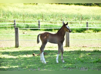 Zangersheider, Mare, , Brown