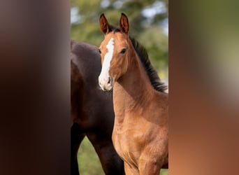 Zangersheider, Mare, Foal (07/2025), Brown