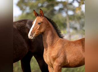 Zangersheider, Mare, Foal (07/2025), Brown