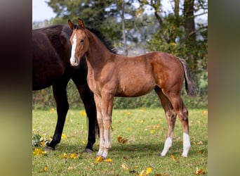 Zangersheider, Mare, Foal (07/2025), Brown