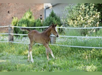Zangersheider, Mare, , Brown