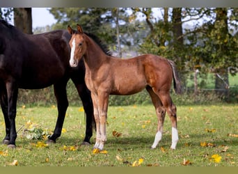 Zangersheider, Mare, Foal (07/2025), Brown