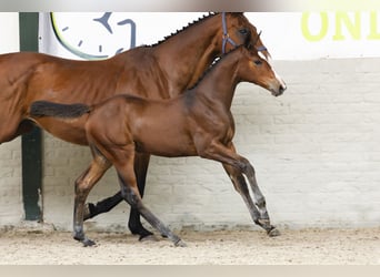 Zangersheider, Mare, Foal (04/2025), Brown