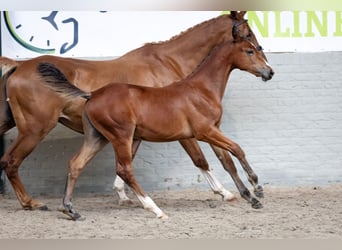 Zangersheider, Mare, Foal (05/2026), Brown