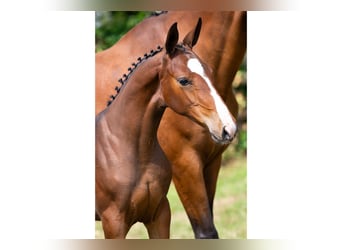 Zangersheider, Mare, Foal (04/2025), Brown