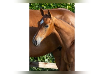 Zangersheider, Mare, Foal (04/2026), Brown