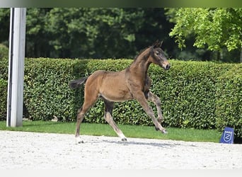 Zangersheider, Mare, Foal (04/2024), Brown