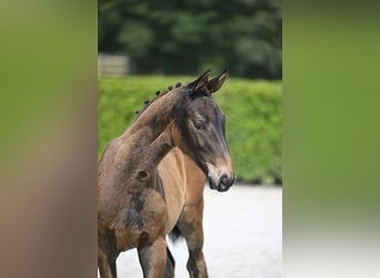 Zangersheider, Mare, Foal (04/2024), Brown