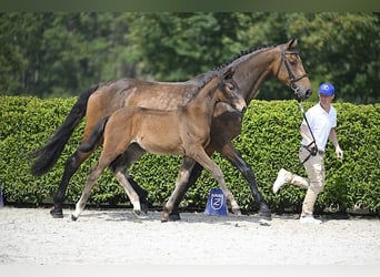 Zangersheider, Mare, Foal (04/2024), Brown