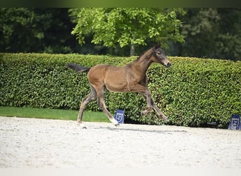 Zangersheider, Mare, Foal (04/2024), Brown