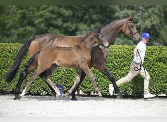 Zangersheider, Mare, Foal (04/2024), Brown