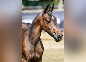 Zangersheider, Mare, Foal (04/2026), Brown