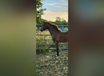 Zangersheider, Mare, Foal (03/2026), Brown