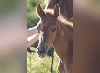 Zangersheider, Mare, , Can be white