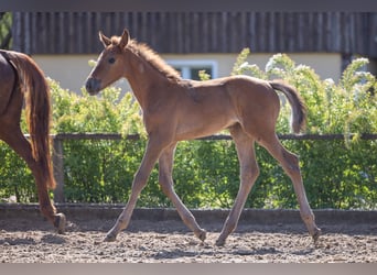 Zangersheider, Mare, , Can be white