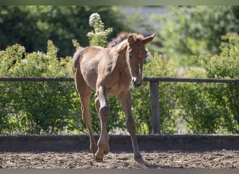 Zangersheider, Mare, , Can be white