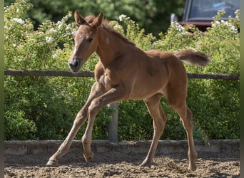 Zangersheider, Mare, , Can be white