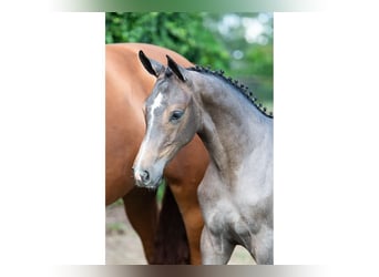 Zangersheider, Mare, Foal (04/2026), Can be white