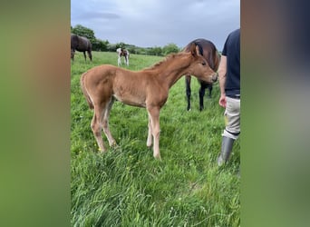 Zangersheider, Mare, , Chestnut-Red
