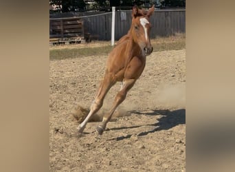 Zangersheider, Mare, Foal (01/2025), Chestnut-Red