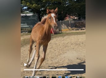 Zangersheider, Mare, Foal (01/2025), Chestnut-Red