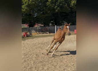 Zangersheider, Mare, Foal (01/2025), Chestnut-Red