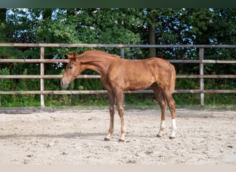 Zangersheider, Mare, Foal (05/2026), Chestnut-Red
