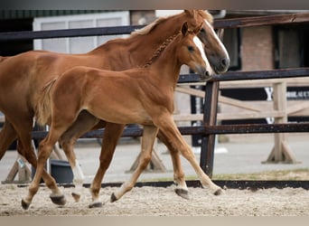 Zangersheider, Mare, Foal (04/2026), Chestnut-Red