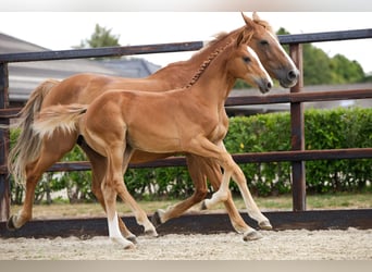 Zangersheider, Mare, Foal (04/2026), Chestnut-Red