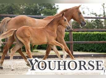 Zangersheider, Mare, Foal (04/2026), Chestnut-Red