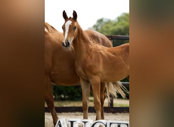 Zangersheider, Mare, Foal (04/2026), Chestnut-Red