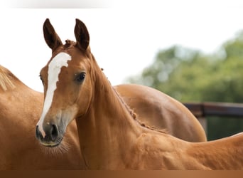 Zangersheider, Mare, Foal (04/2026), Chestnut-Red