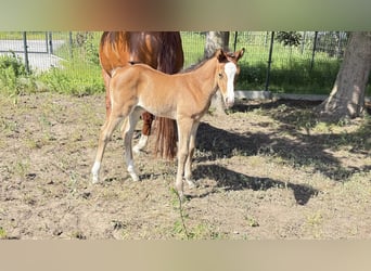 Zangersheider, Mare, Foal (05/2026), Chestnut